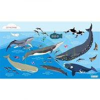 Oceanarium Cetaceans L Związany